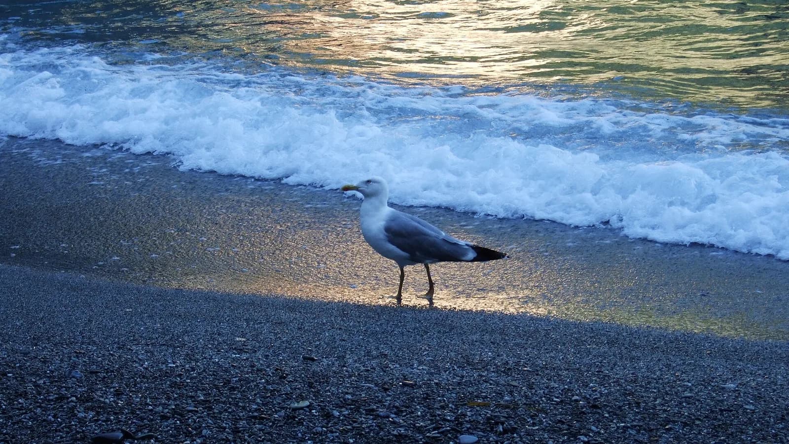 Spiaggia di Portofino